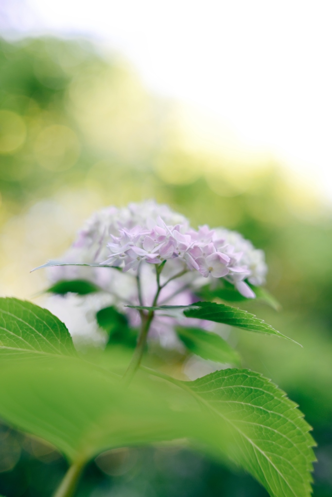 紫陽花