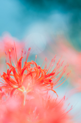 曼珠沙華