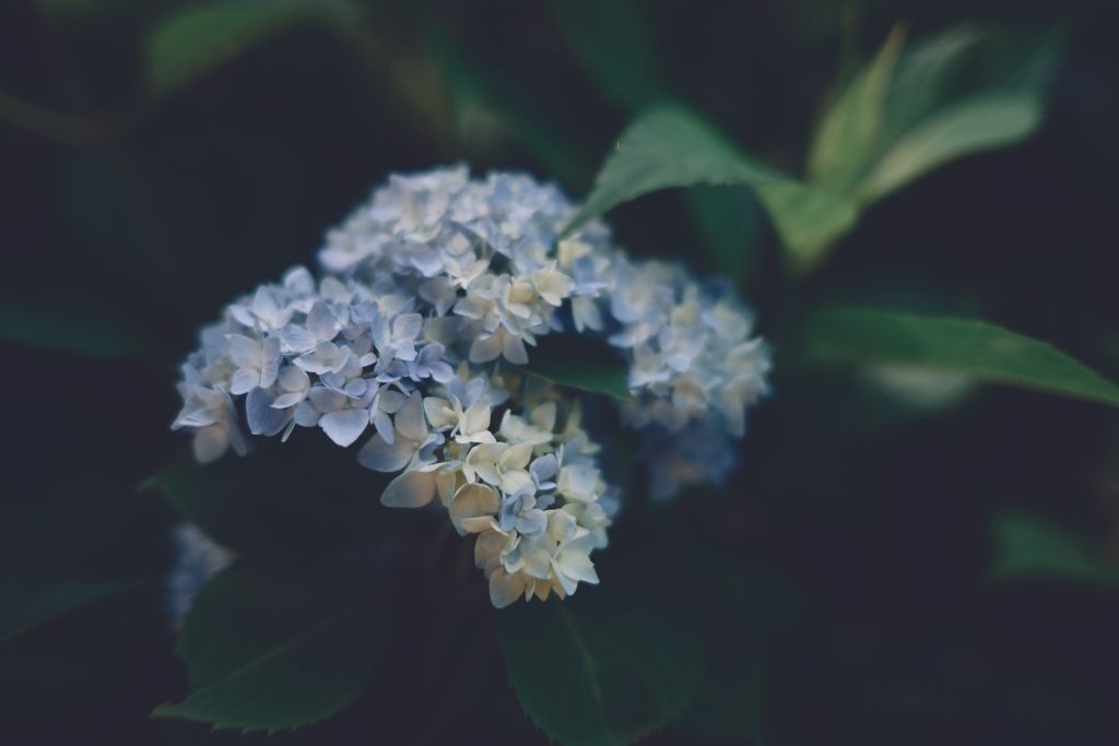 紫陽花