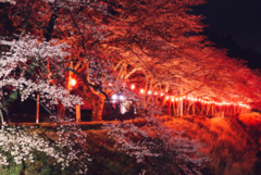 夜桜