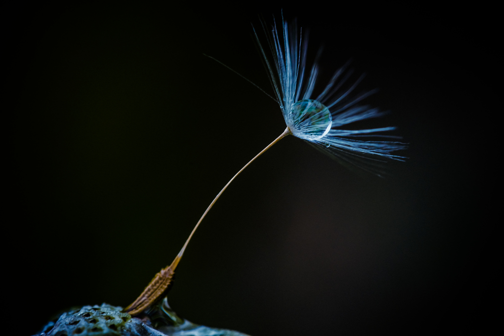 jewel