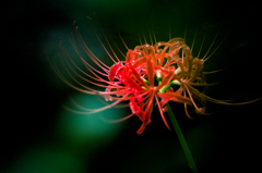 曼珠沙華