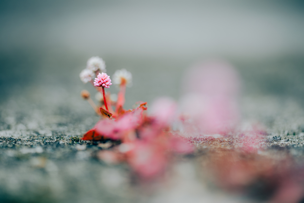 小さき花