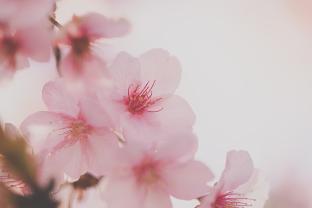 河津桜