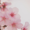河津桜