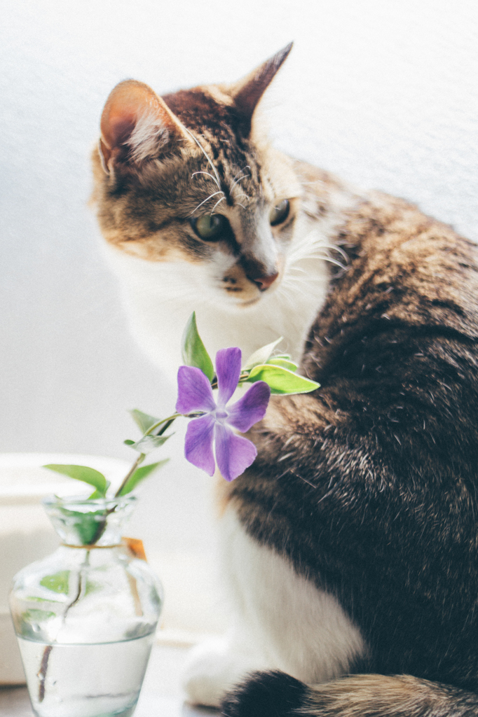 花の季節の訪れ