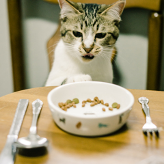 食事