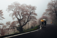 雨のひょうたん桜