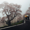 雨のひょうたん桜