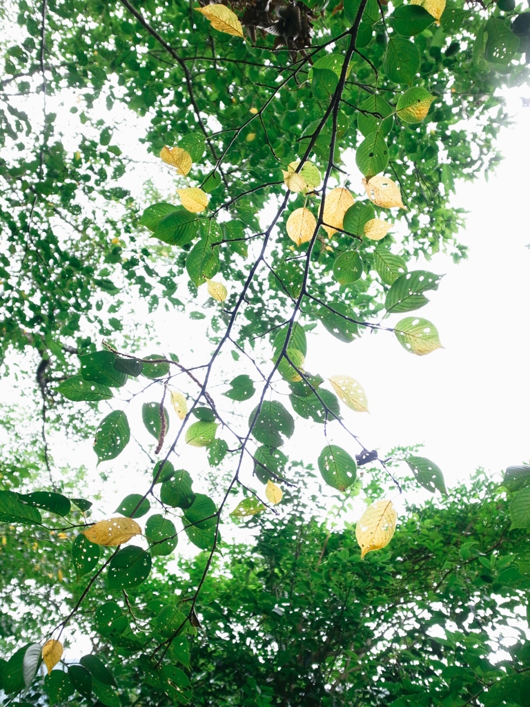 yellow:green