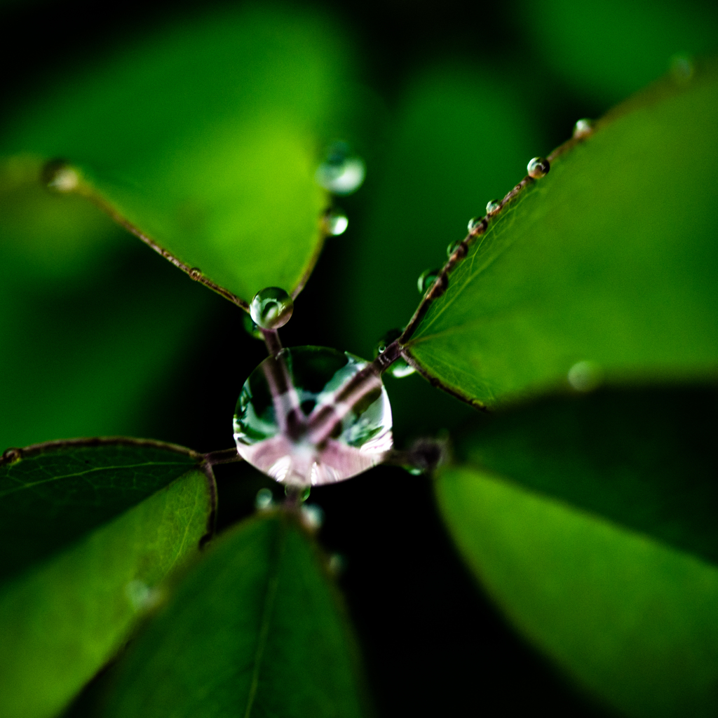 raindrops