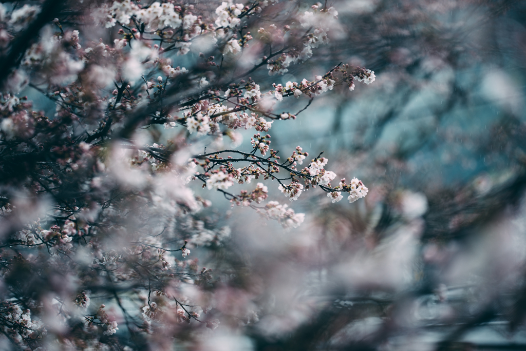 雨の中