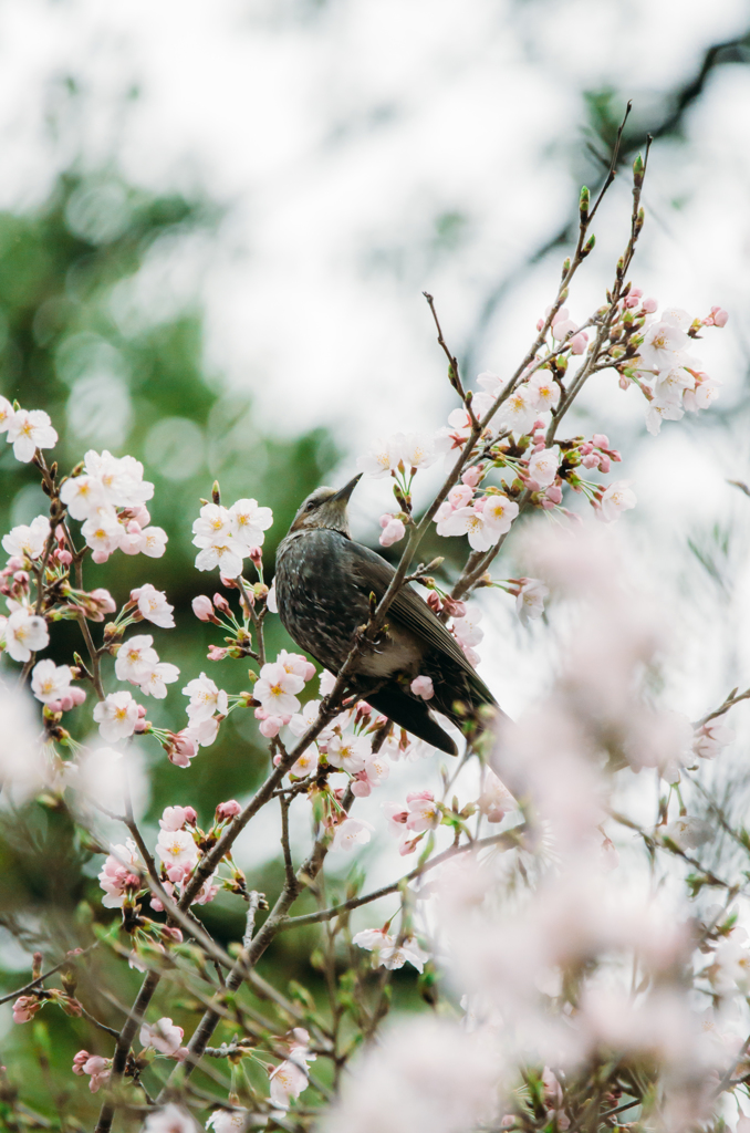 花に囲まれて