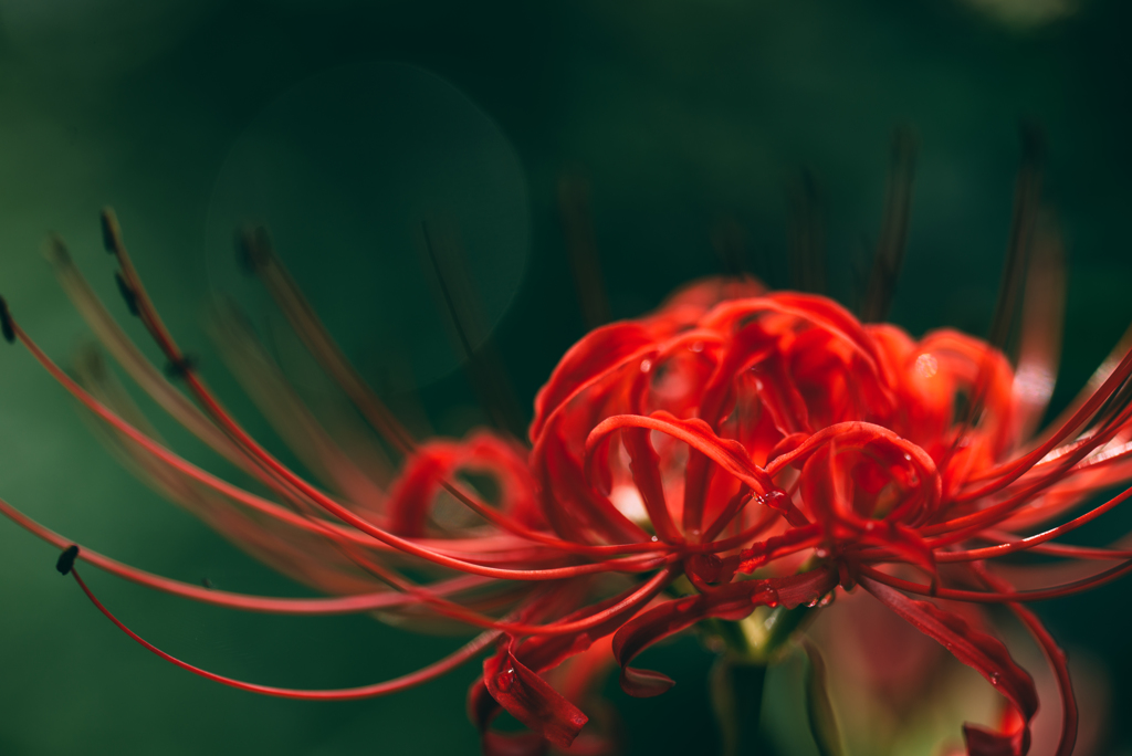 曼珠沙華