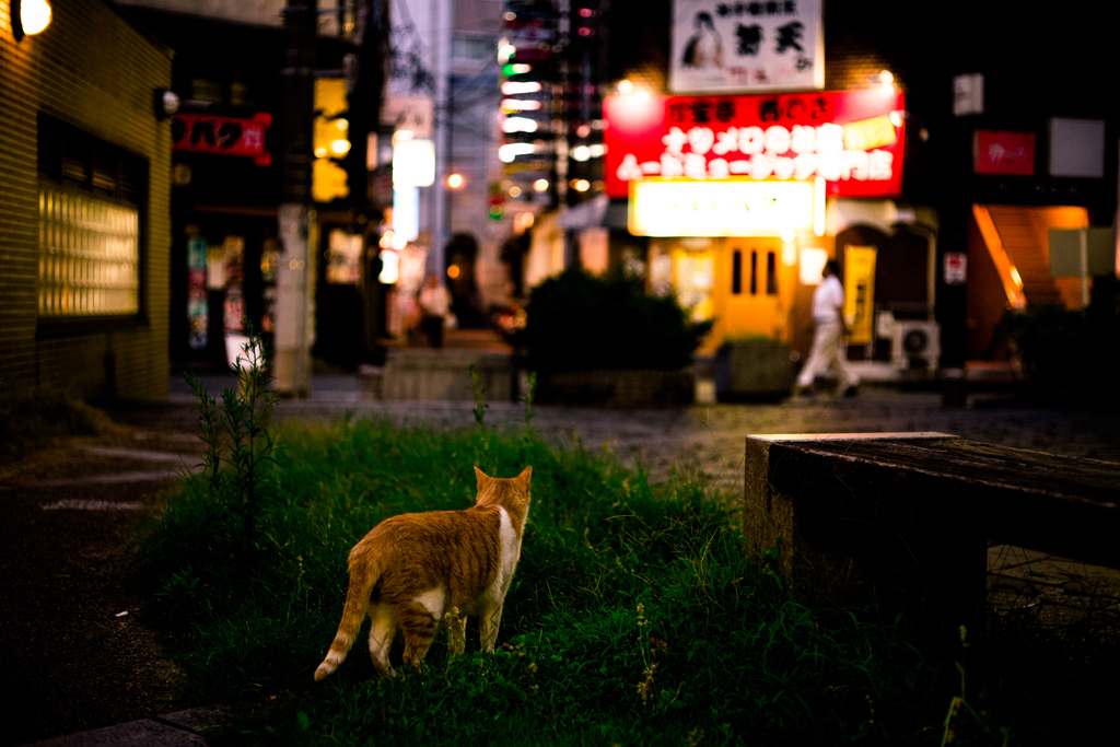 酒飲みに行くかニャ～