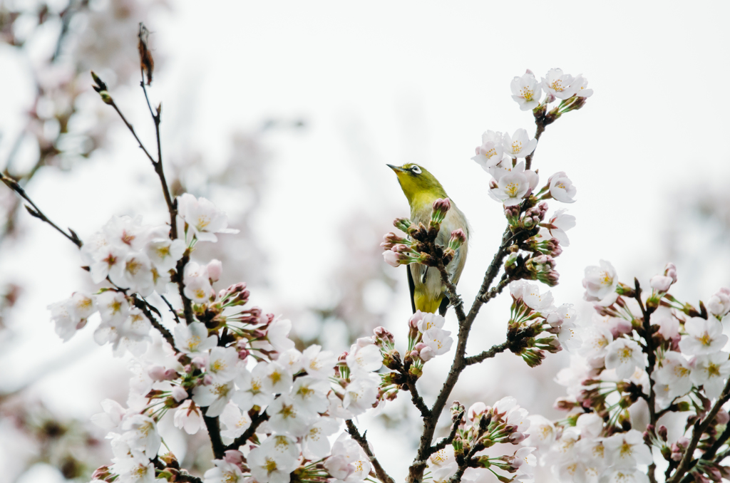 メジロさんのお花見