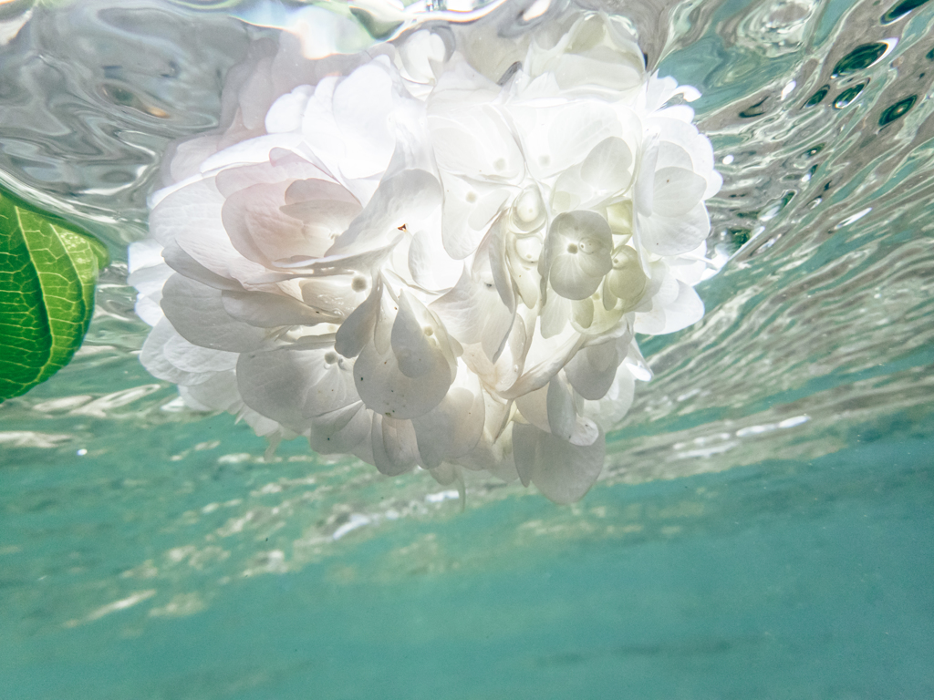水に咲く