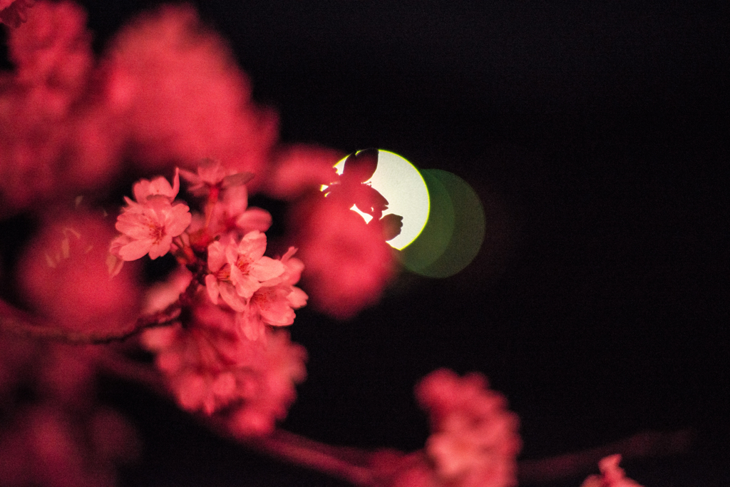 桜