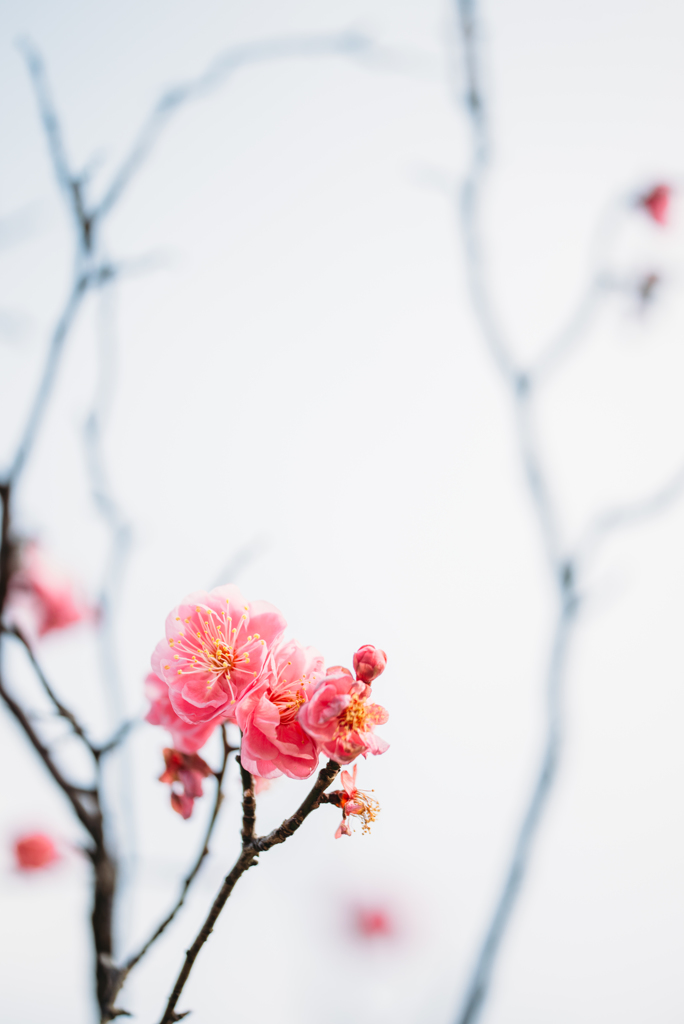 梅