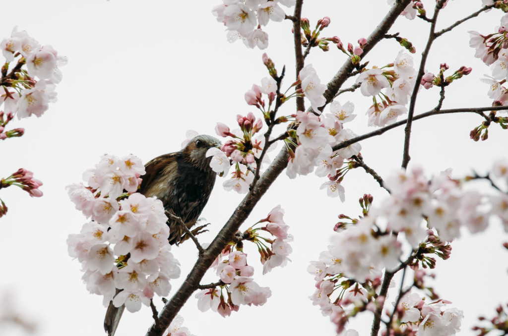 桜うめえ