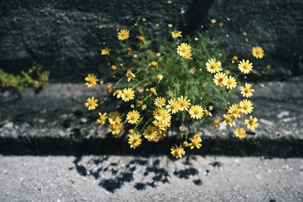 花