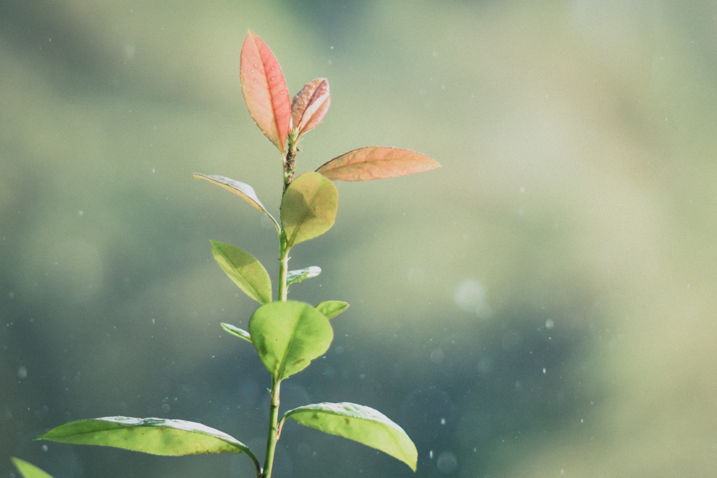 恵みの雨