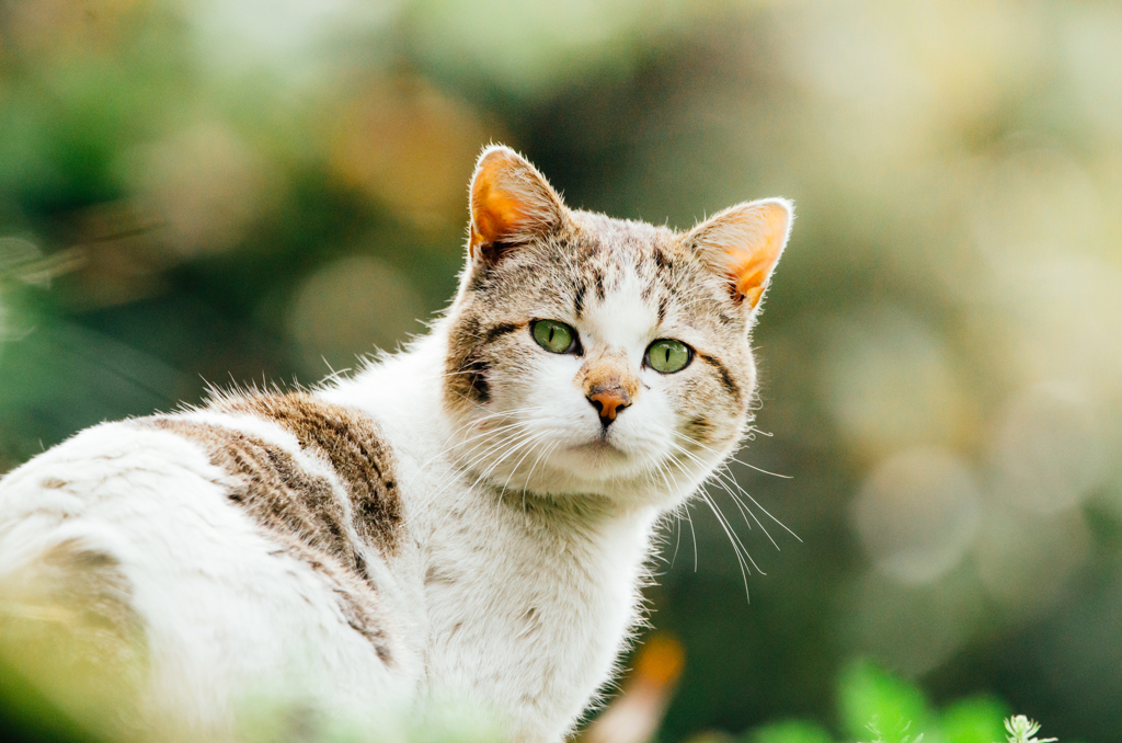 ねこ