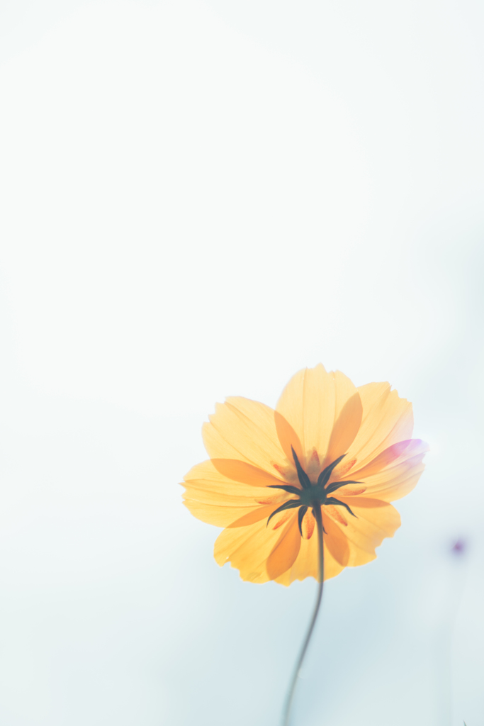 cosmos