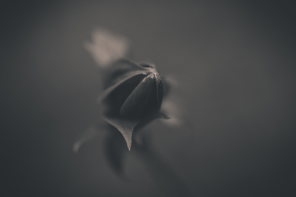 花のような葉のような