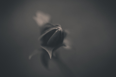 花のような葉のような