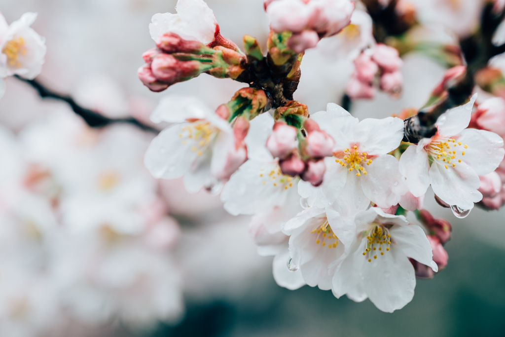桜