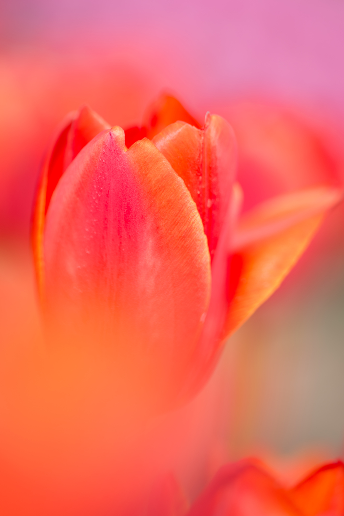 咲いた咲いたチューリップの花が