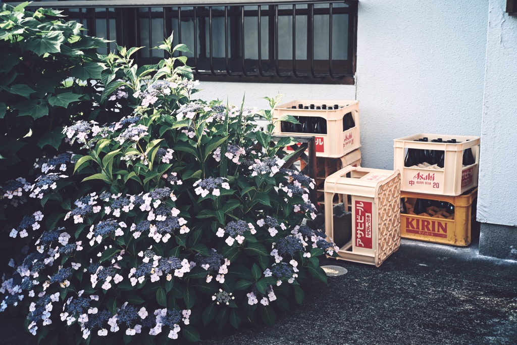 紫陽花