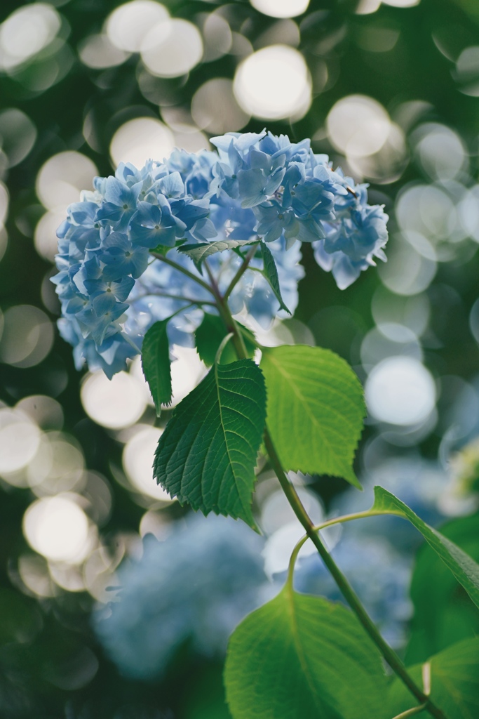 紫陽花