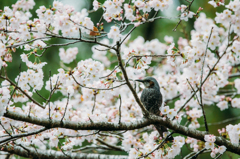 お花見