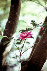 高嶺の花