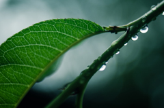 雨の後