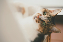 ねこ
