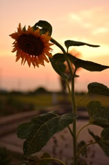 夕暮れのヒマワリ