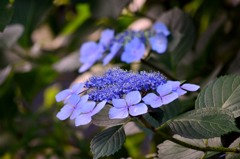 紫陽花