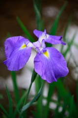 花菖蒲