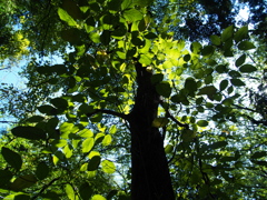 晩夏の木漏れ日