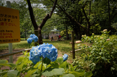 もうすぐ梅雨入り②