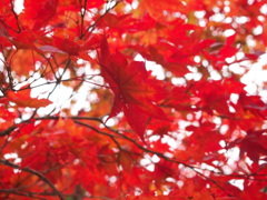 紅葉