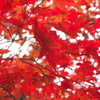 紅葉