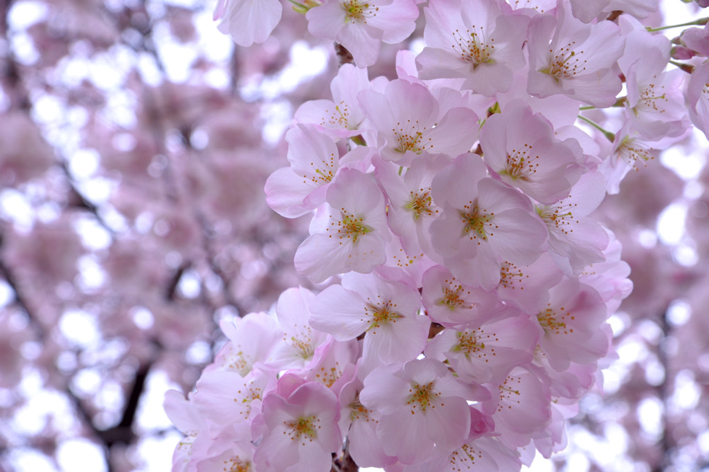 春の花