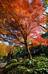 皇居東御苑・東京