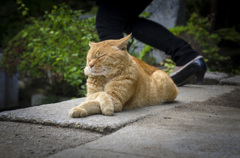 気にしてない猫・筑波神社入口