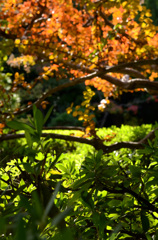 大隈公園・東京