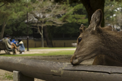 鹿・奈良公園